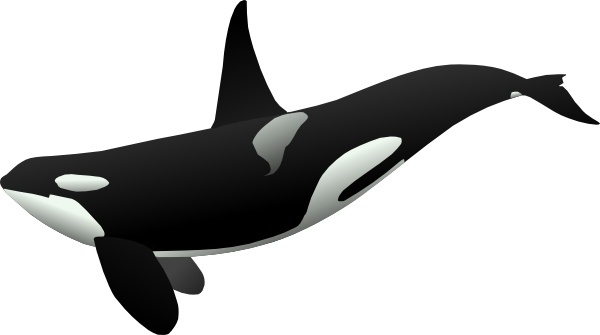 600x335 Orca Vector Free Vector Download