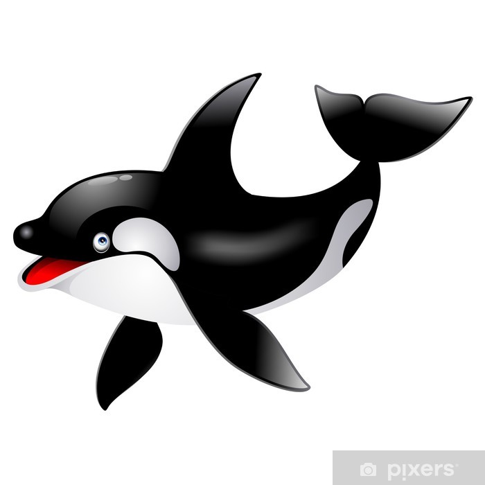Killer Whale Cetacean Orca Cetaceo Cartoon 700x700 Killer Whale Cetacean Orca Cetaceo Cartoon