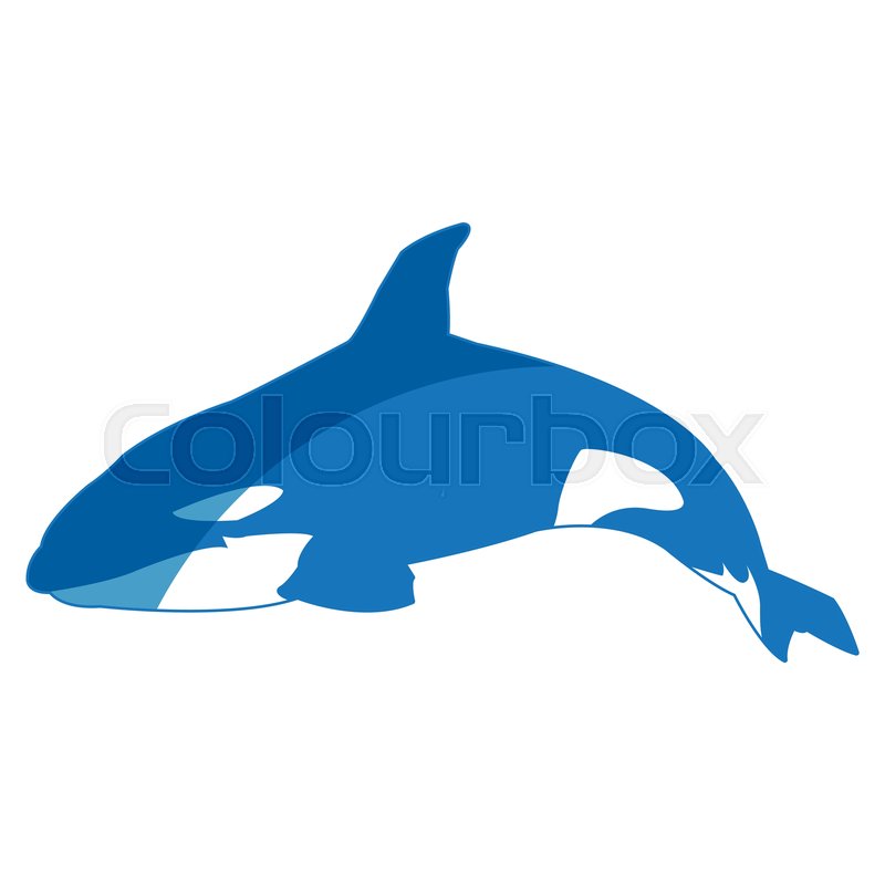 Killer Whale Illustration, Vector, Stock Vector Colourbox 800x800 Killer Whale Illustration, Vector, Stock Vector Colourbox