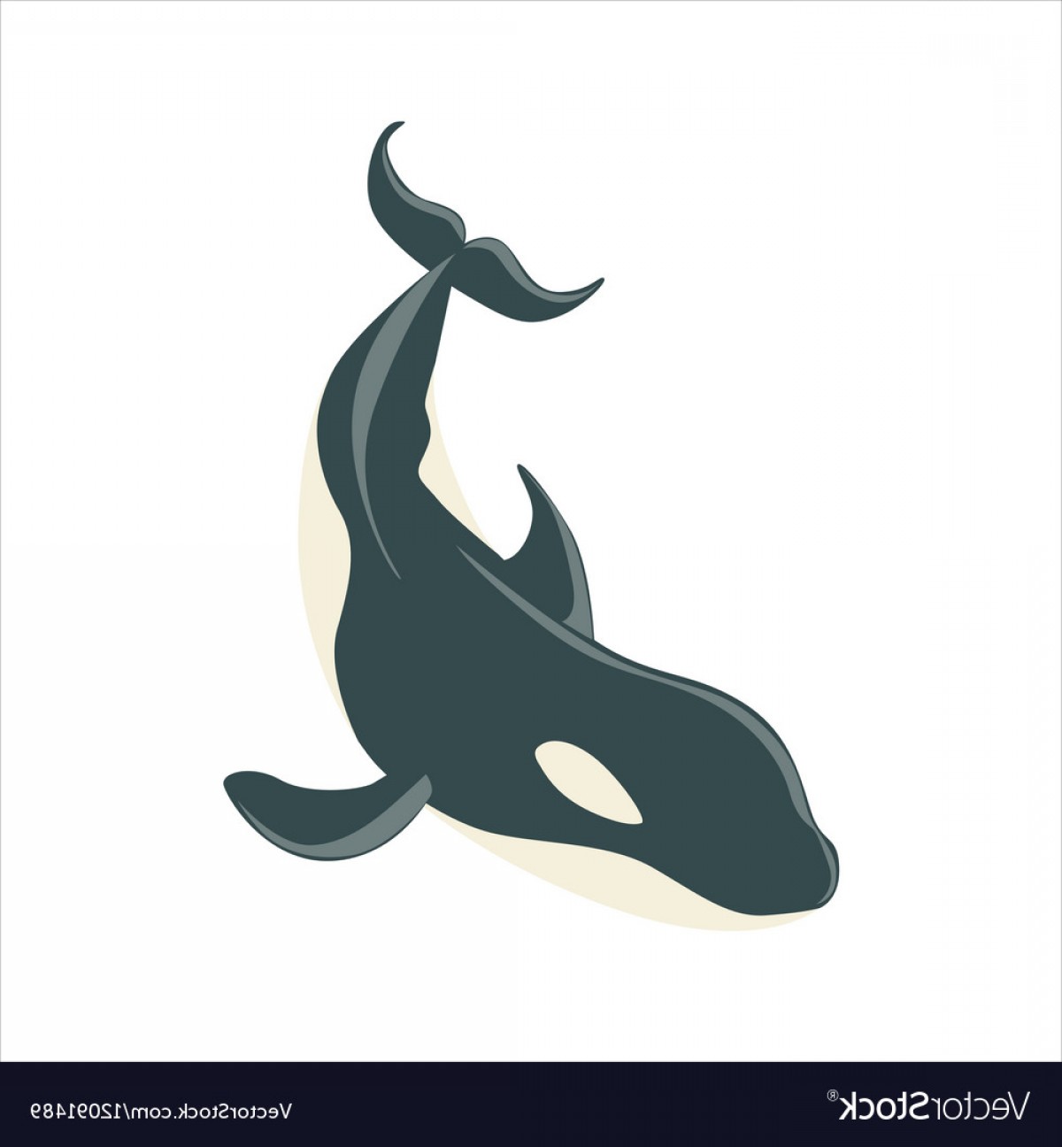 Native Killer Whale Vector Cultracing 1200x1296 Native Killer Whale Vector Cultracing