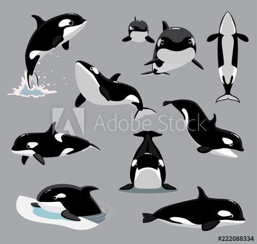 Orca Killer Whale Poses Cartoon Vector Illustration 500x475 Orca Killer Whale Poses Cartoon Vector Illustration
