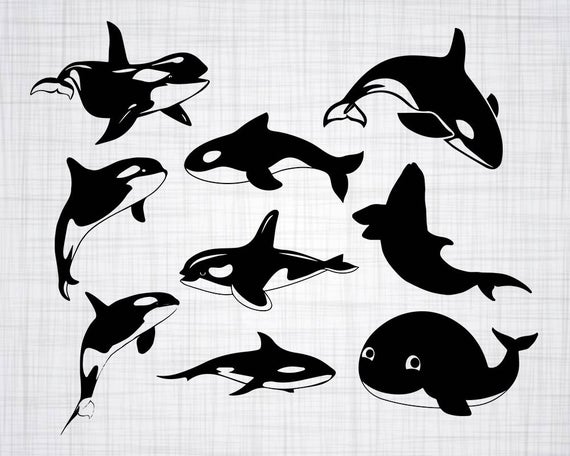 Orca Bundle Killer Whale Killer Whale Clipart Cut Etsy 570x456 Orca Bundle Killer Whale Killer Whale Clipart Cut Etsy