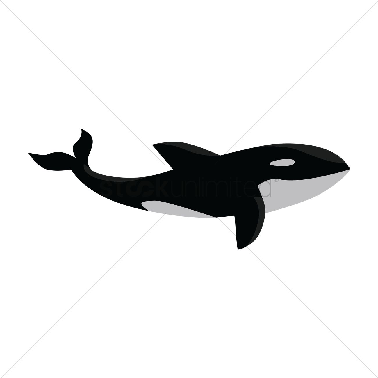 Orca Vector Image 1300x1300 Orca Vector Image