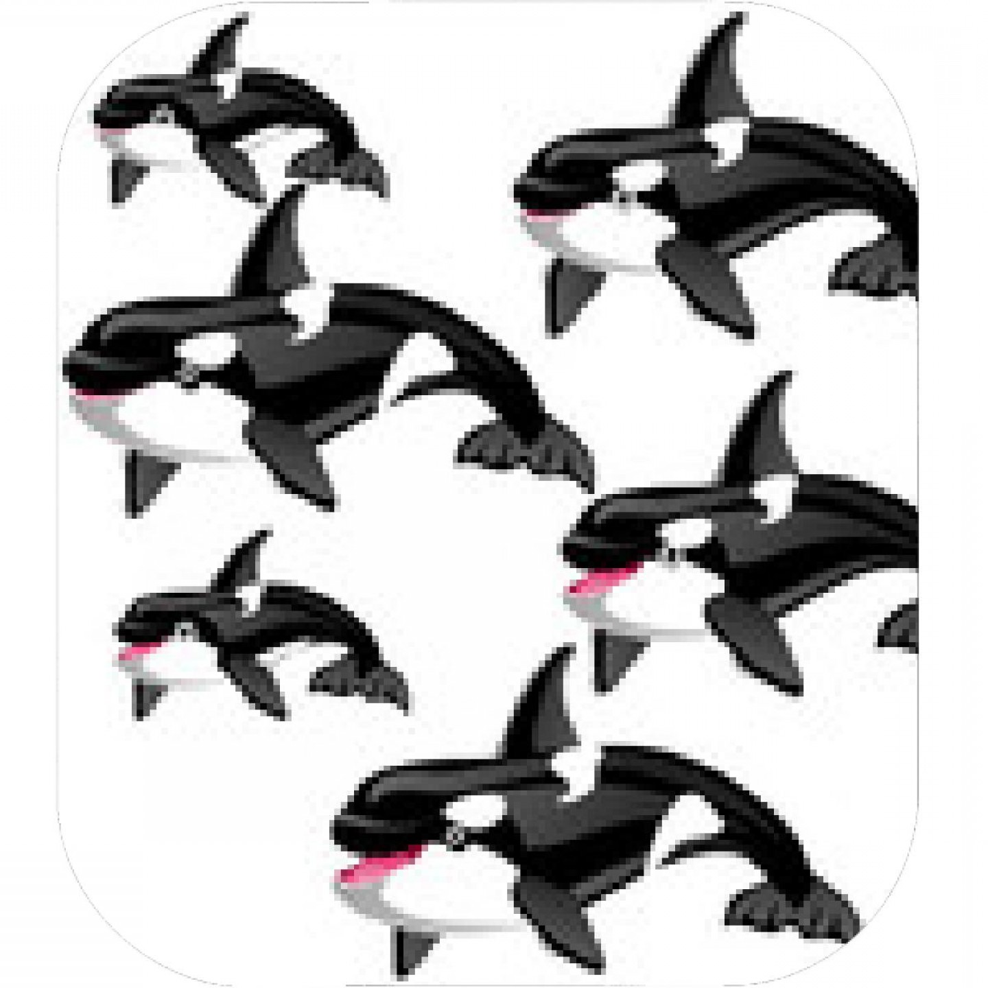 The Set Of Stages Of A Growing Killer Whale Or Orca Isolated 1440x1440 The Set Of Stages Of A Growing Killer Whale Or Orca Isolated