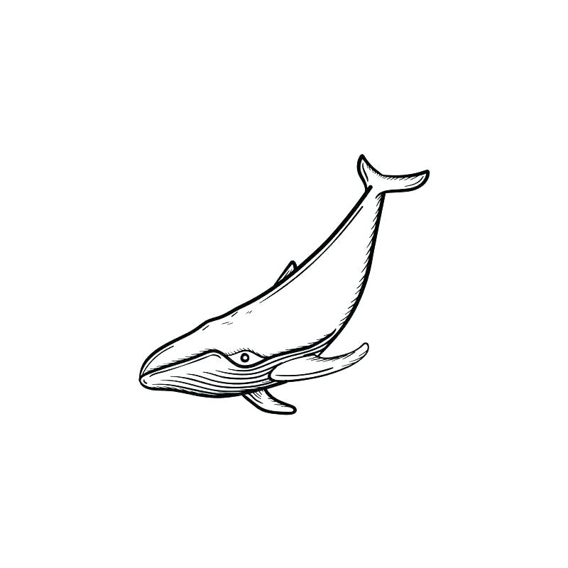 How To Draw A Orca 800x800 How To Draw A Orca