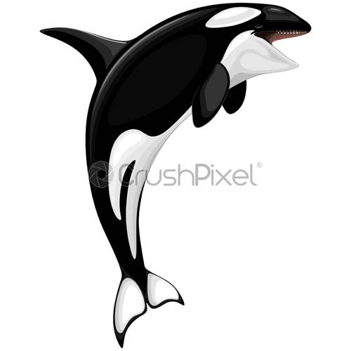 Killer Whale Spirit Orca Jumping Vector Illustration Isolated 500x500 Killer Whale Spirit Orca Jumping Vector Illustration Isolated