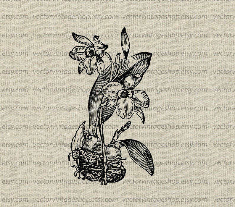 794x700 Orchid Flower Vector Instant Download Graphic Plant Clipart Etsy