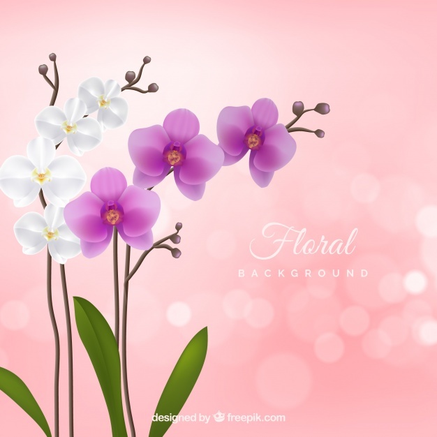 626x626 Orchid Vectors, Photos And Free Download