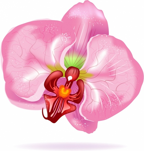 574x600 Orchid Flower Free Vector In Adobe Illustrator