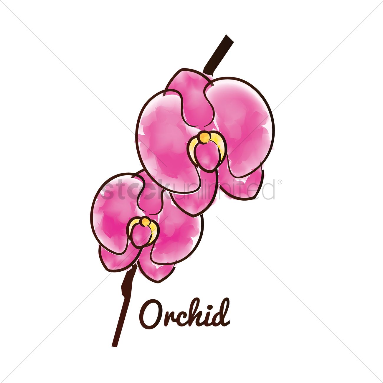 1300x1300 Orchid Flower Vector Image