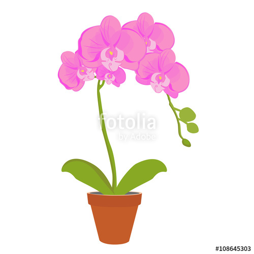 500x500 Orchid Flower Vector Stock Image And Royalty Free Vector