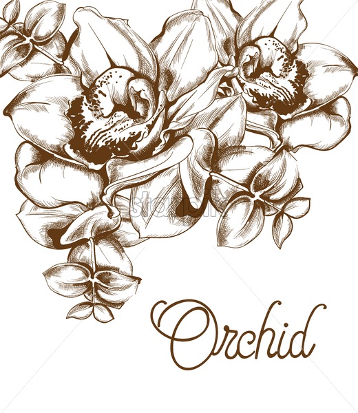 520x600 Orchid Flowers And Line Art Vector Old Effect Bouquet Decor