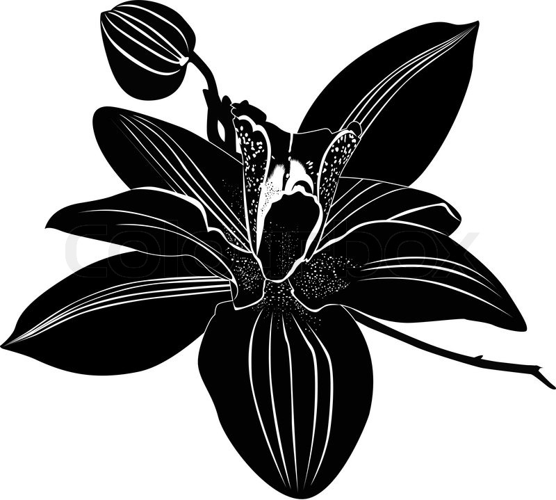 800x719 Orchids Flowers It Is Isolated Stock Vector Colourbox