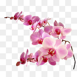 260x260 Pink Orchid Flower, Pink Flowers, Squid