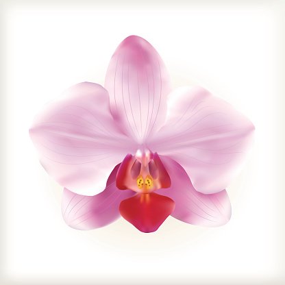 416x416 Pink Orchid Flower, Vector Icon Premium Clipart