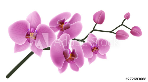 500x279 Pink Orchid Flower Branch With Buds And Flowers Vector