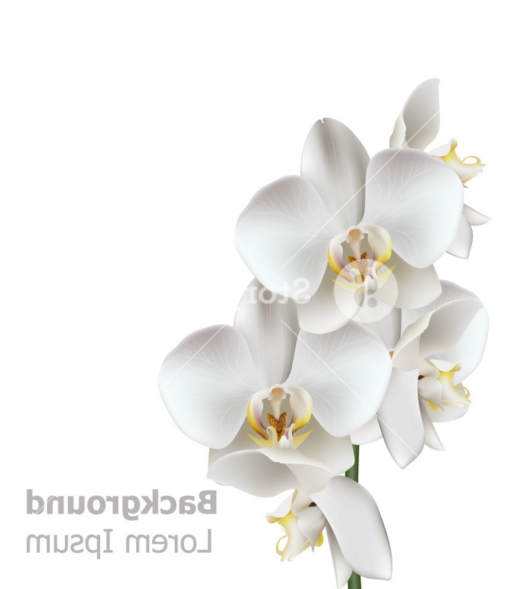 Orchid Flower Vector at Vectorified.com | Collection of Orchid Flower ...