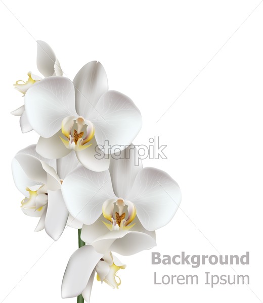 520x600 Realistic White Orchid Flowers Vector Illustration Isolated
