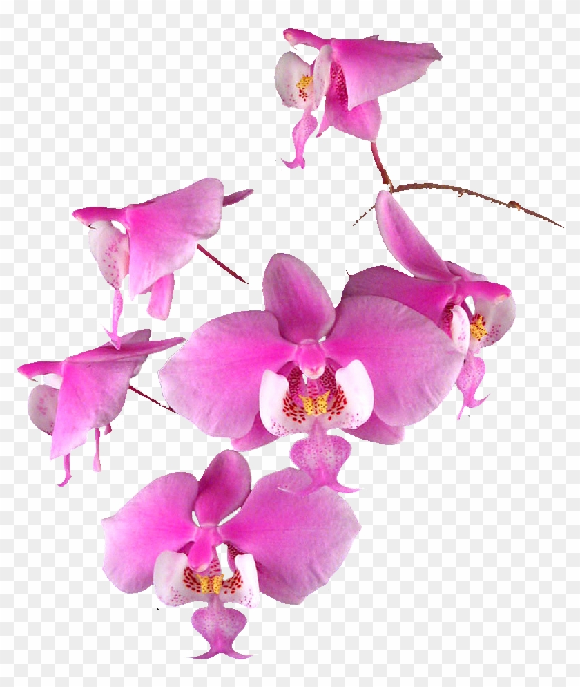 Download Orchid Flower Vector at Vectorified.com | Collection of ...