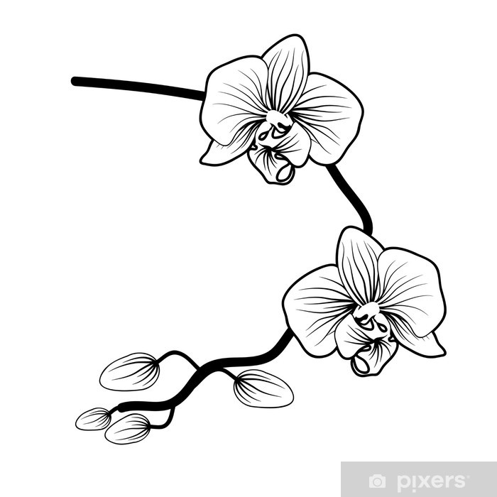 700x700 Vector Of Orchid Flower On White Background Wall Mural Pixers