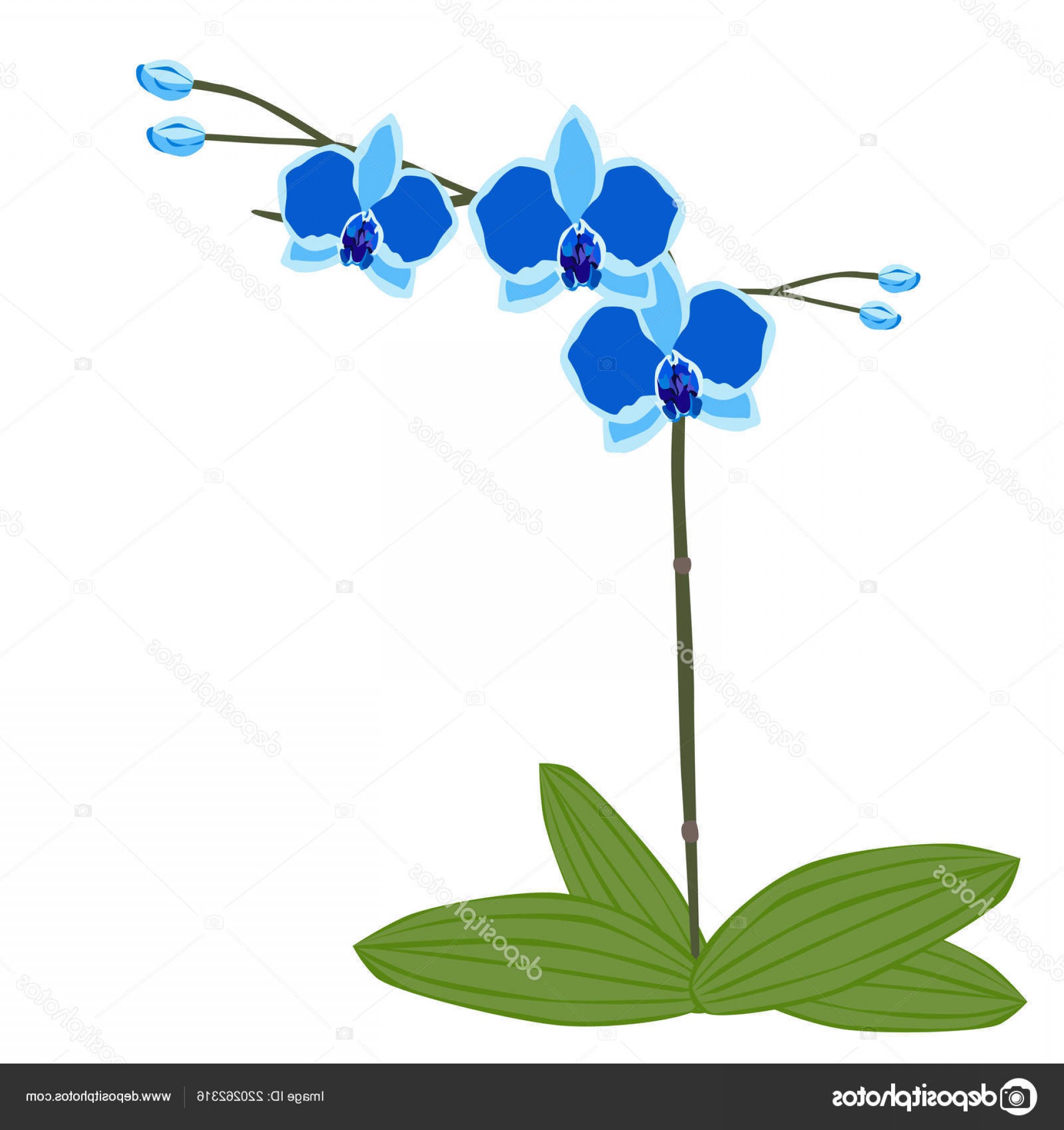 Download Orchid Flower Vector at Vectorified.com | Collection of ...