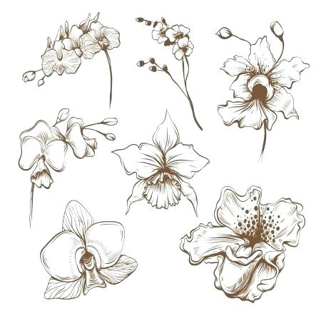 450x450 Orchid Drawing
