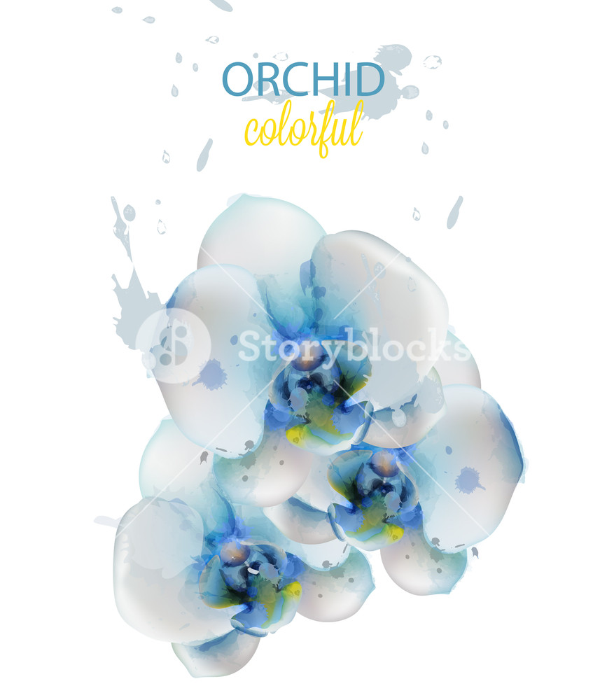867x1000 Blue Orchid Flowers Watercolor Isolated Vector Delicate Floral