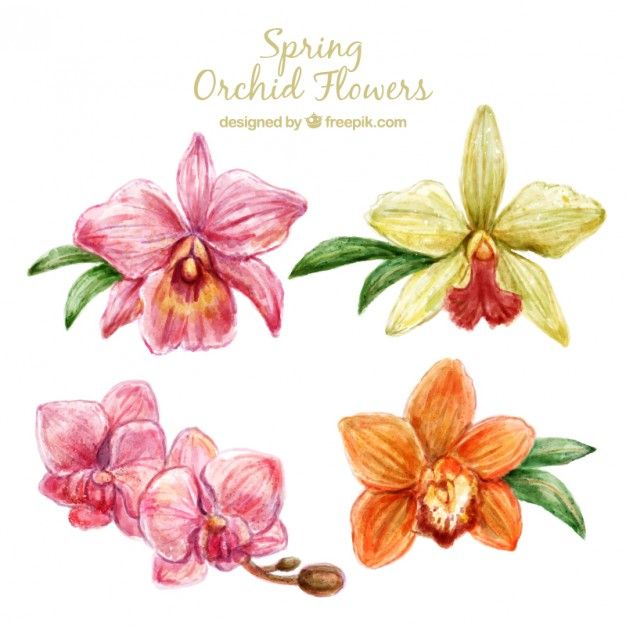 626x626 Cute Orchid Flowers Design Free Vector My Freepik