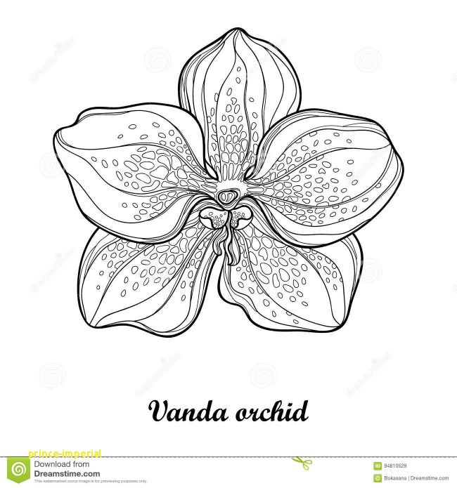 650x695 Flowers Vector Black And White Lovely Vector Illustration