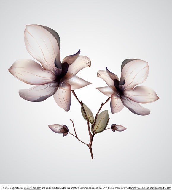 580x646 Free Orchid Flower Files, Vectors Graphics