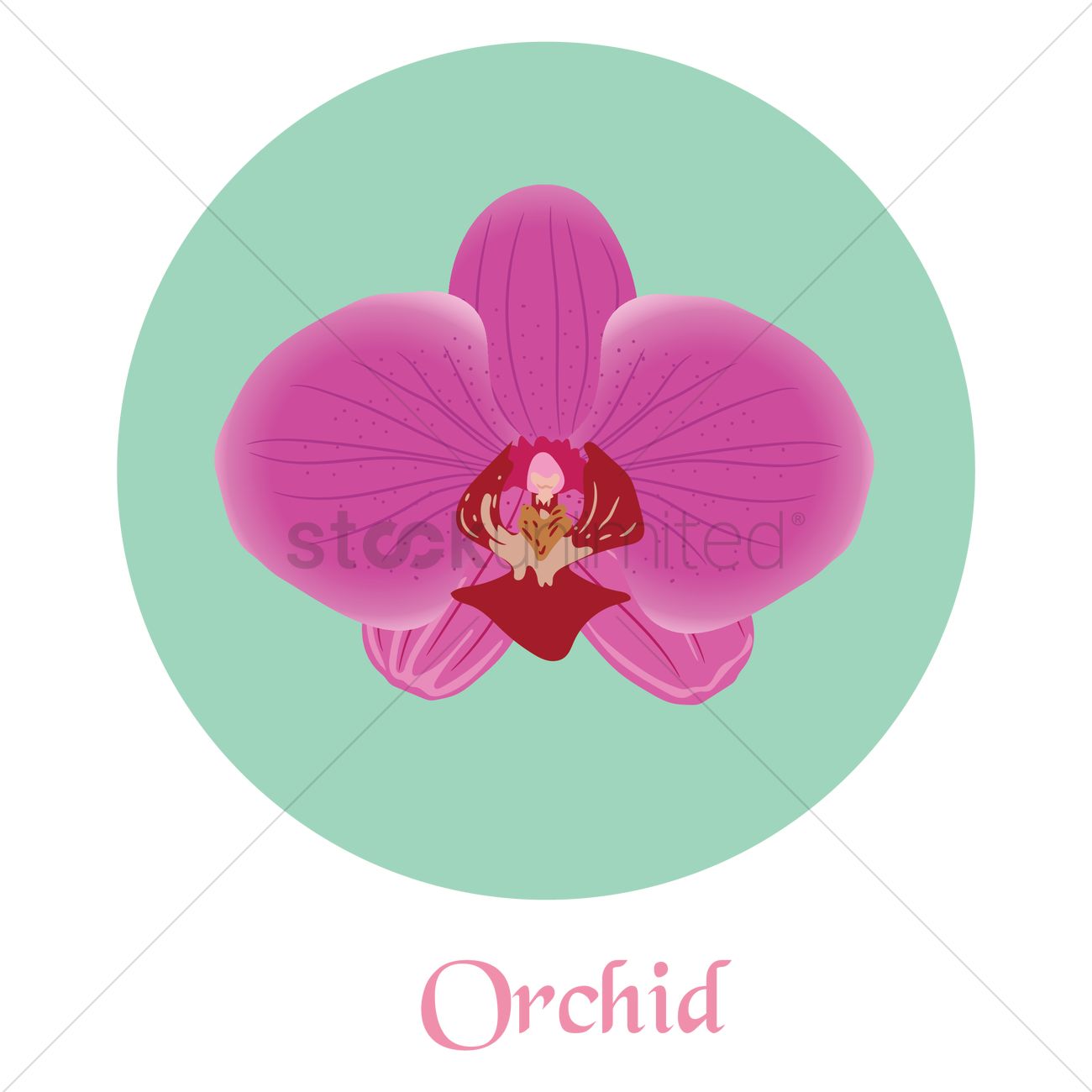 Orchid Vector Image 1300x1300 Orchid Vector Image