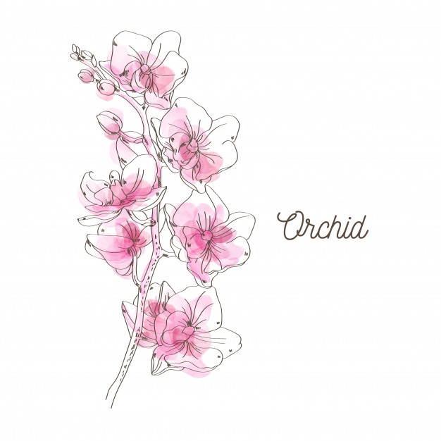 Orchid Vectors, Photos And Free Download 626x626 Orchid Vectors, Photos And Free Download