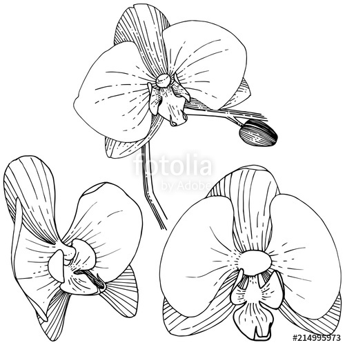 Orchid Flower In A Vector Style Isolated Full Name Of The Plant 500x500 Orchid Flower In A Vector Style Isolated Full Name Of The Plant