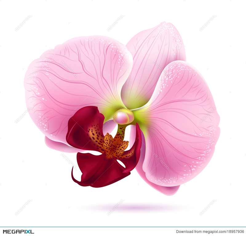 Beautiful Pink Orchid Vector Flower Illustration 800x768 Beautiful Pink Orchid Vector Flower Illustration