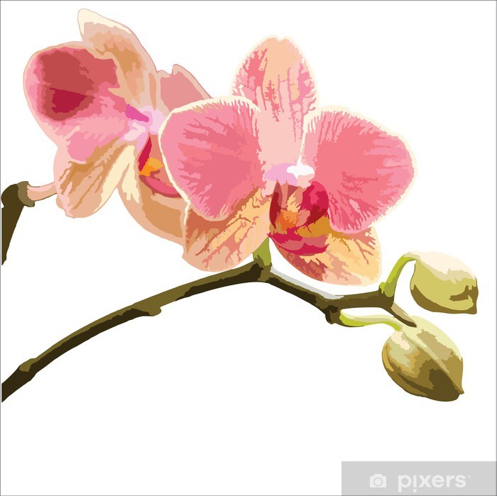 Orchid Vector Illustration Wall Mural We Live To Change 700x699 Orchid Vector Illustration Wall Mural We Live To Change