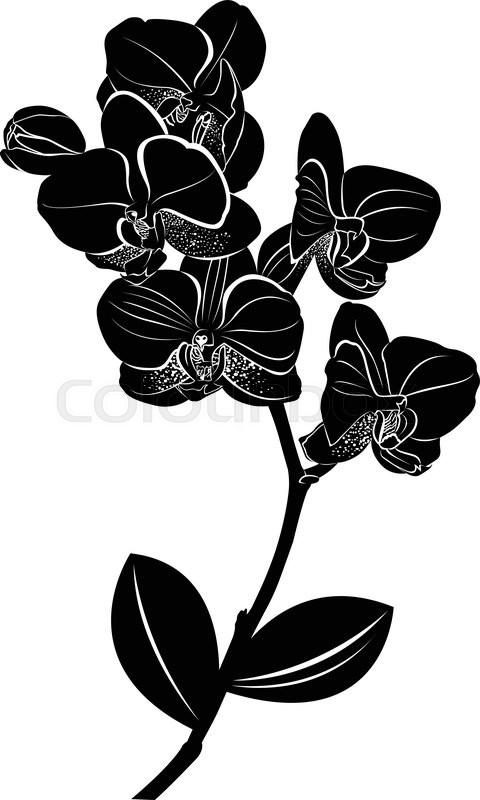 Orchid Vector At Collection Of Orchid Vector Free For Personal Use 