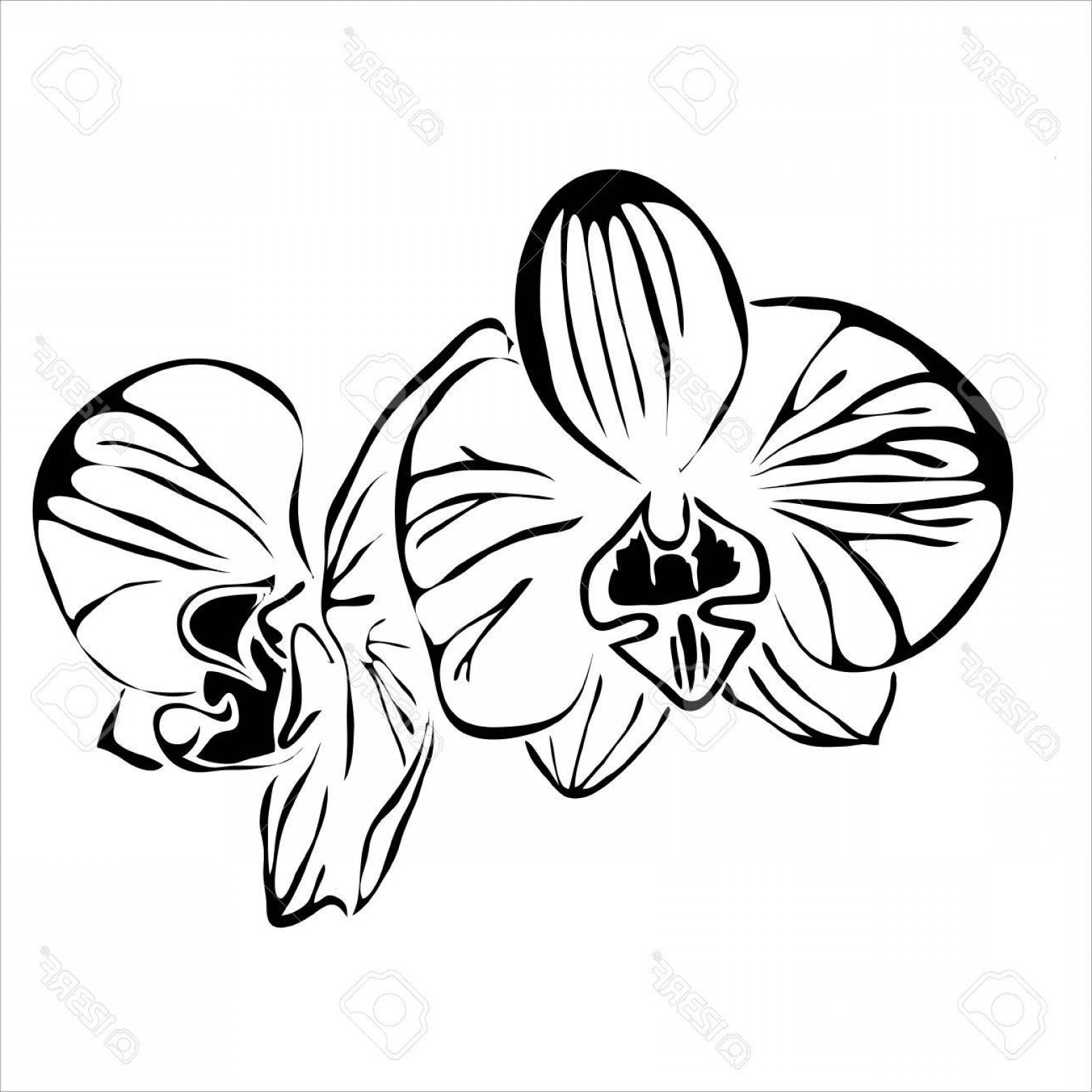 Photoline Flower Orchid Vector Image Can Be Use For Logo 1560x1560 Photoline Flower Orchid Vector Image Can Be Use For Logo