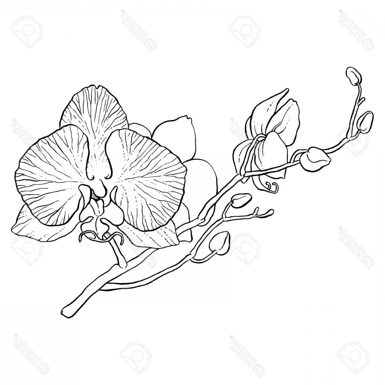 Photostock Vector Hand Drawing Branch Of Orchid Vector Line Art 1560x1560 Photostock Vector Hand Drawing Branch Of Orchid Vector Line Art