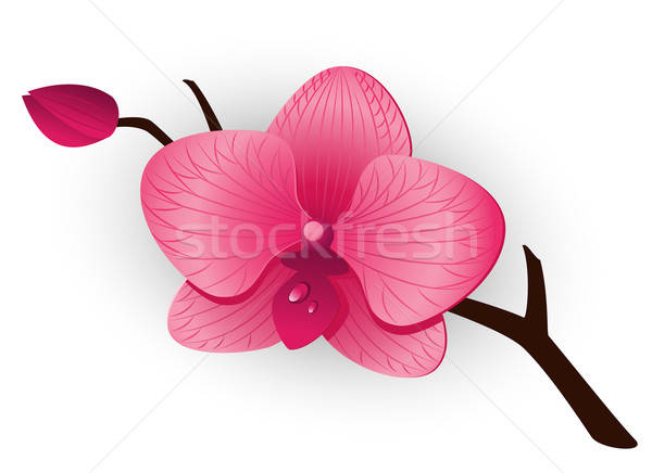 Beautiful Pink Orchid Vector Illustration Marina Lvova 600x436 Beautiful Pink Orchid Vector Illustration Marina Lvova