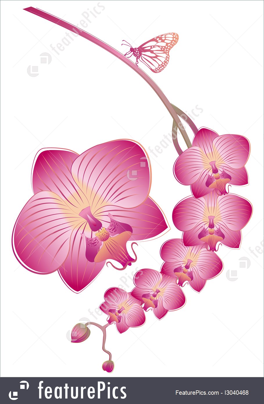Vector Orchid 909x1392 Vector Orchid