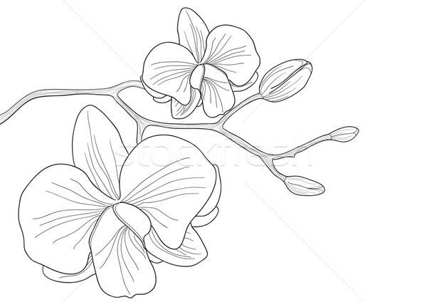 White Orchid Vector Illustration Dmitrii Shironosov 600x424 White Orchid Vector Illustration Dmitrii Shironosov