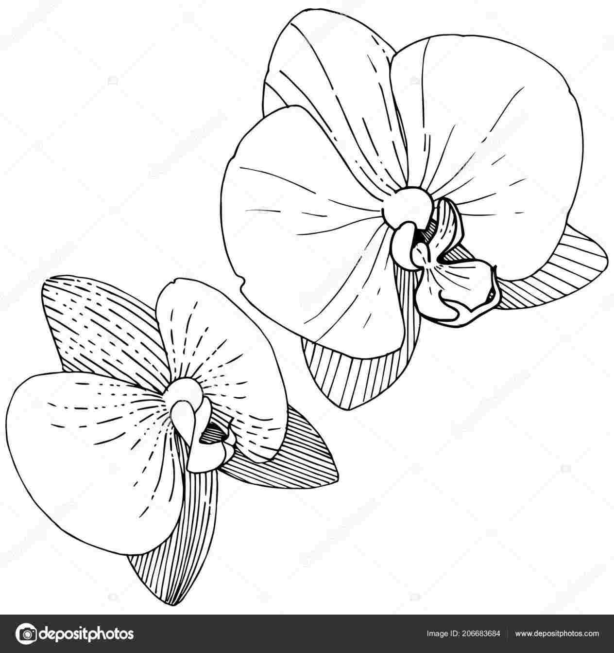 Orchid Orchid Vector How To Draw Flowers Flower Vector Style 1264x1343 Orchid Orchid Vector How To Draw Flowers Flower Vector Style
