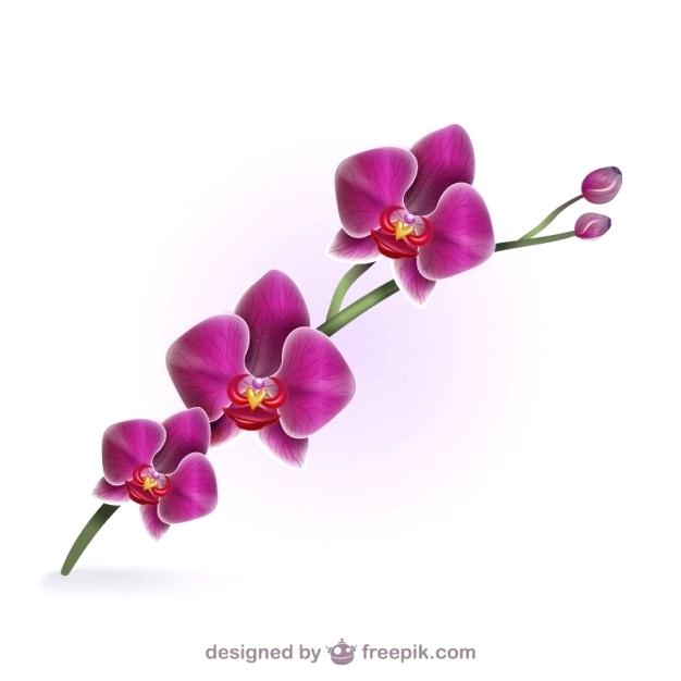 Pink Orchid Flowers Vector 626x626 Pink Orchid Flowers Vector