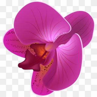 Blue Orchid Clipart 320x320 Blue Orchid Clipart