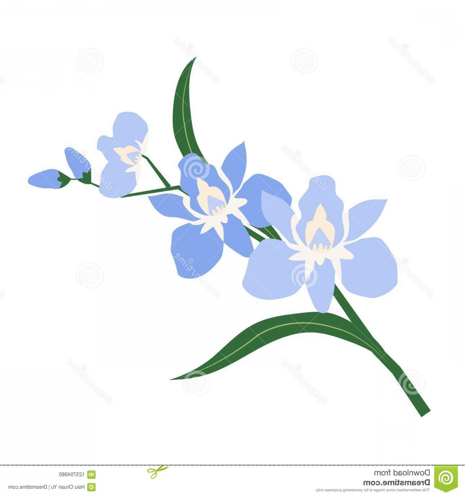 Blue Orchid Vector Hoodamath 1560x1668 Blue Orchid Vector Hoodamath