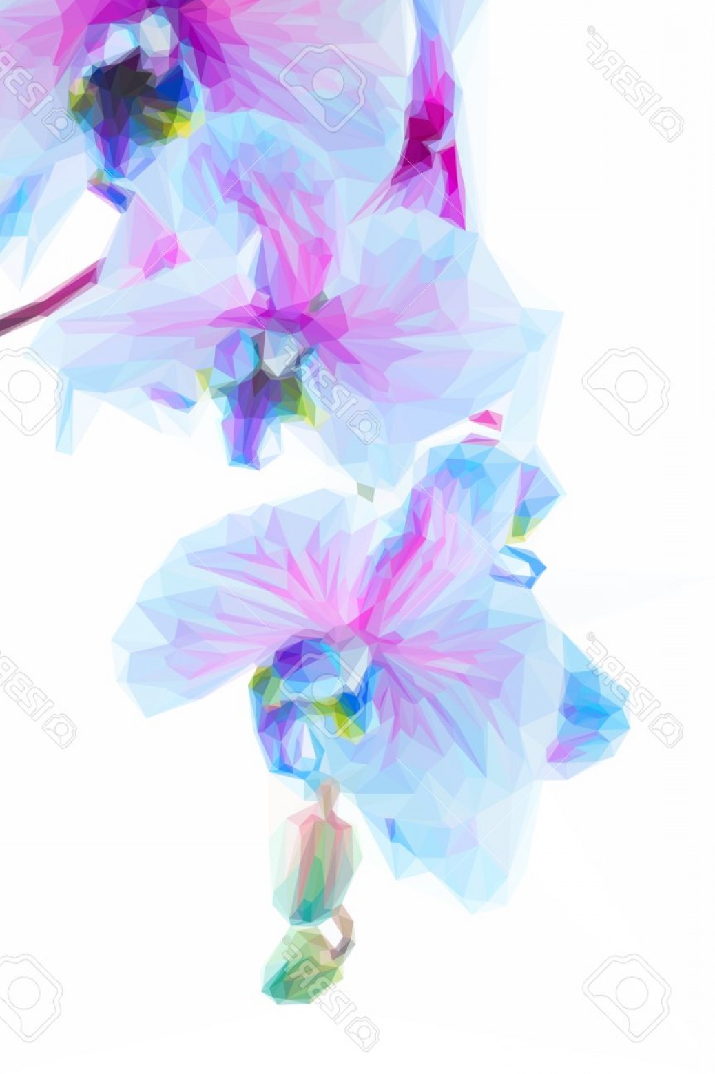 Blue Orchid Vector Iniikim 1038x1560 Blue Orchid Vector Iniikim