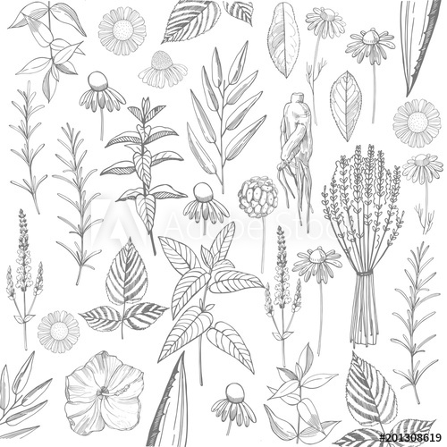 500x500 Herbal Plants Plants For Natural Cosmetics Organic Cosmetics