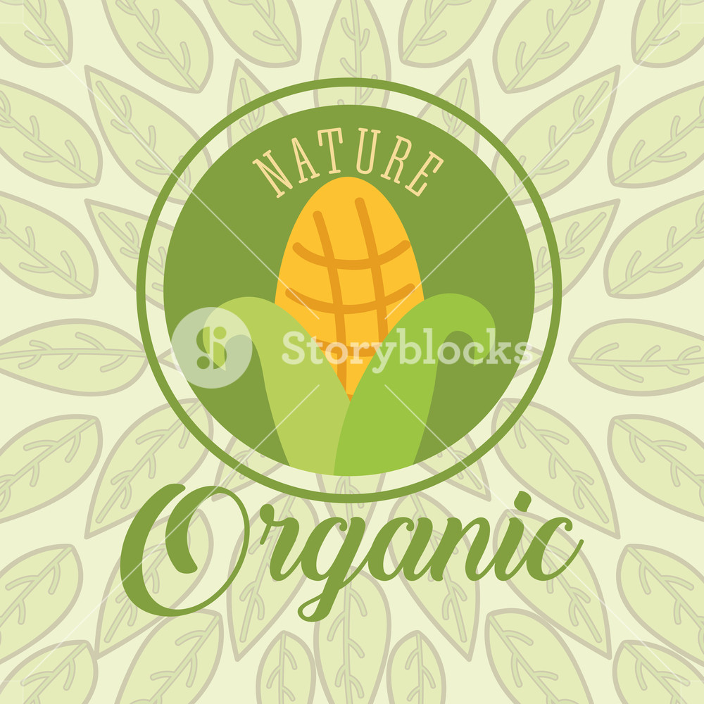 1000x1000 Corn Fresh Nature Organic On Leaves Background Vector Illustration