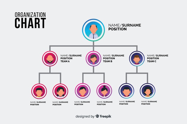 Organization Chart Vector at Vectorified.com | Collection of ...