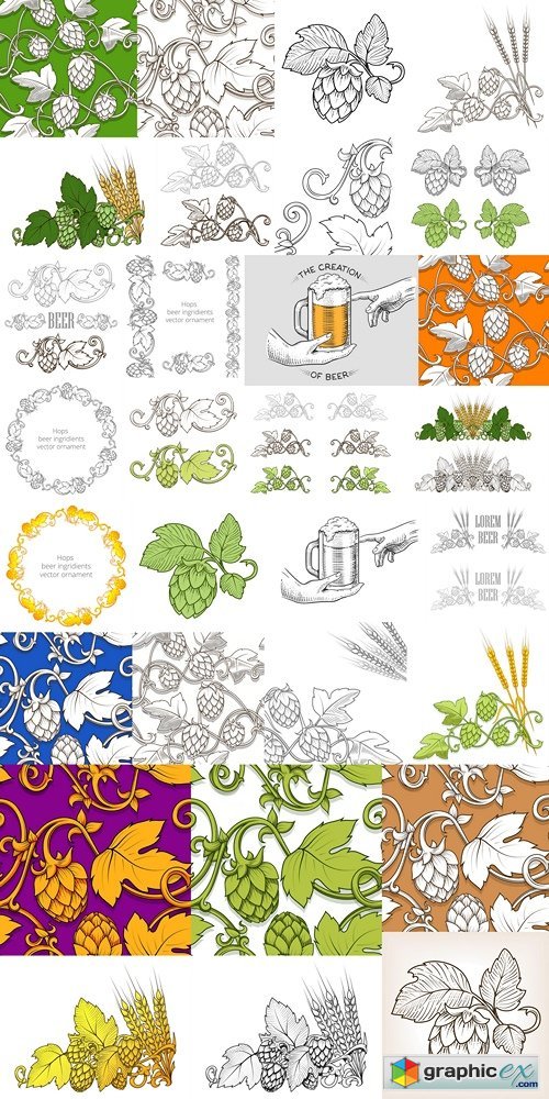500x1000 Hops And Beer Ornament Vector Illustration Free Download Vector